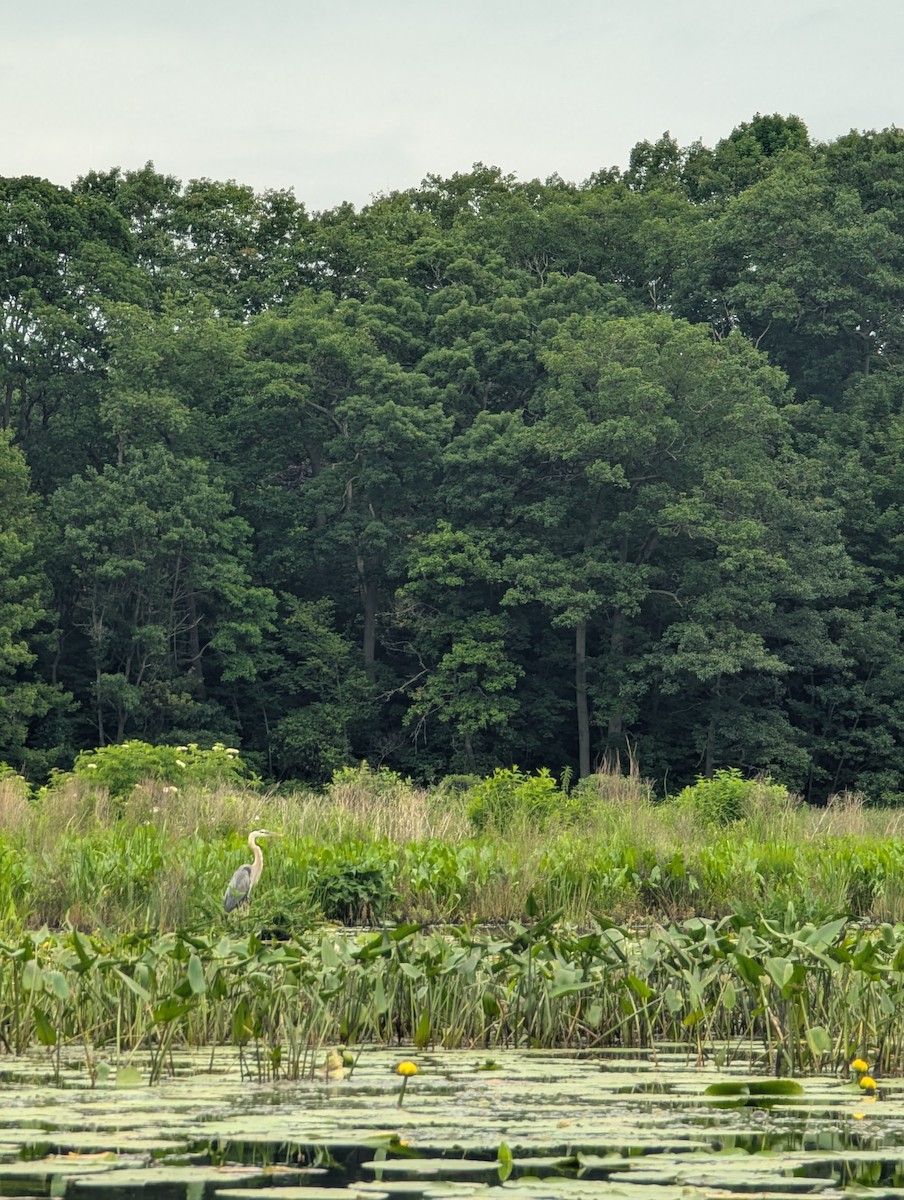 Great Blue Heron - ML638636574