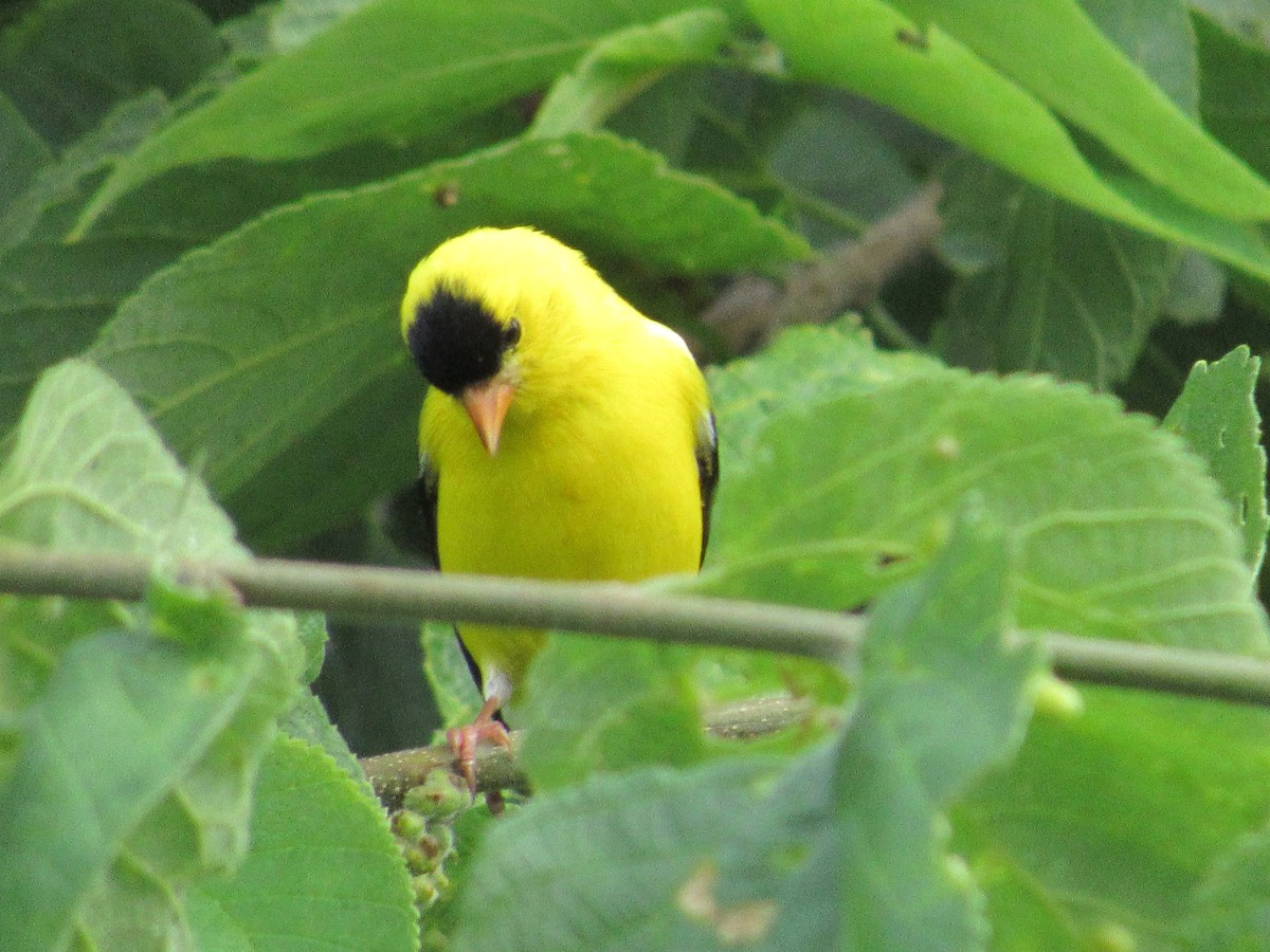 American Goldfinch - ML638636639