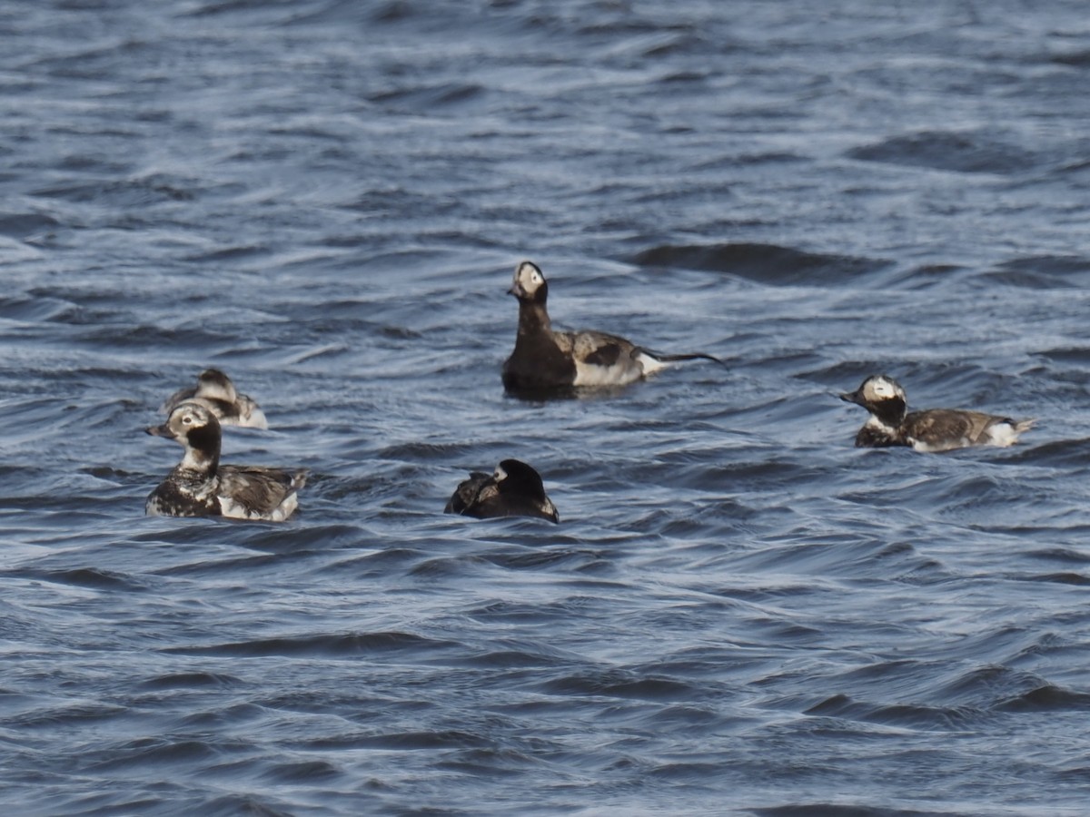 Мөнгөлөг шунгаахай - ML638636642