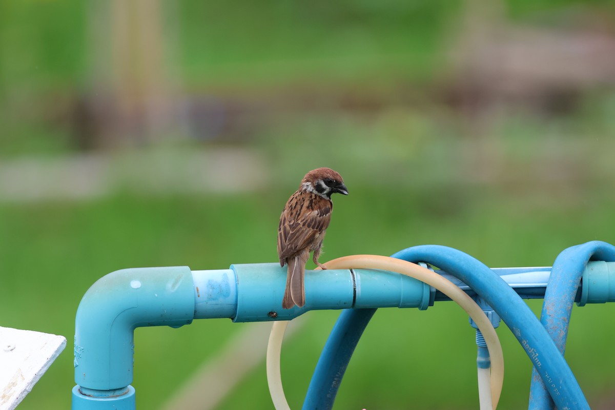 Moineau friquet - ML638636655