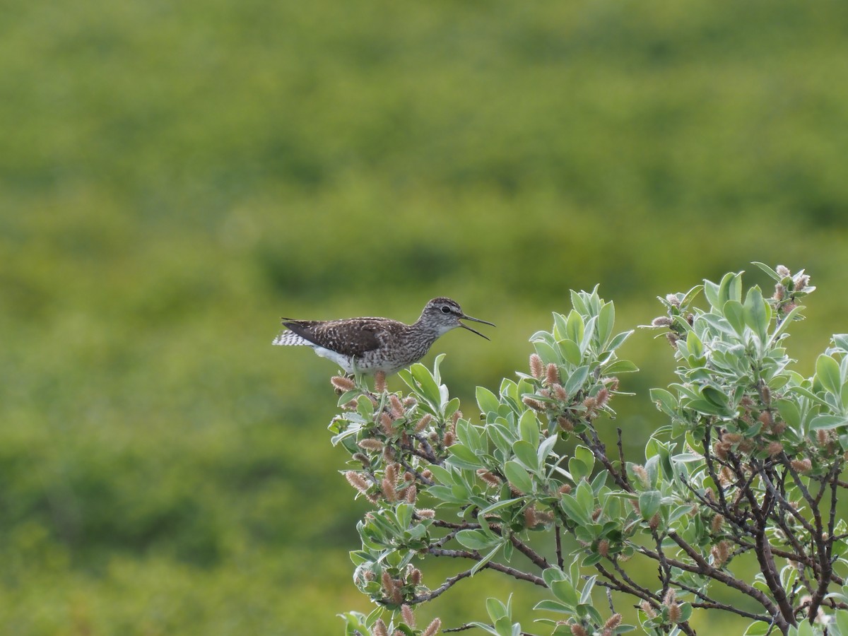 Шугуйн хөгчүү - ML638636662