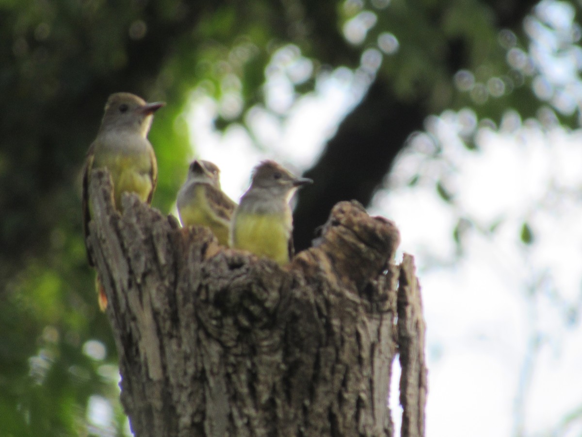 Great Crested Flycatcher - ML638636668