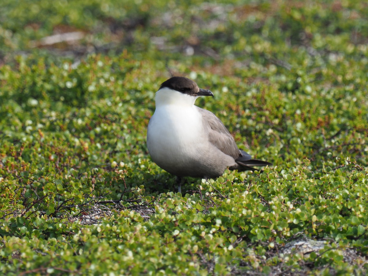 Урт сүүлт хайлгана - ML638636678