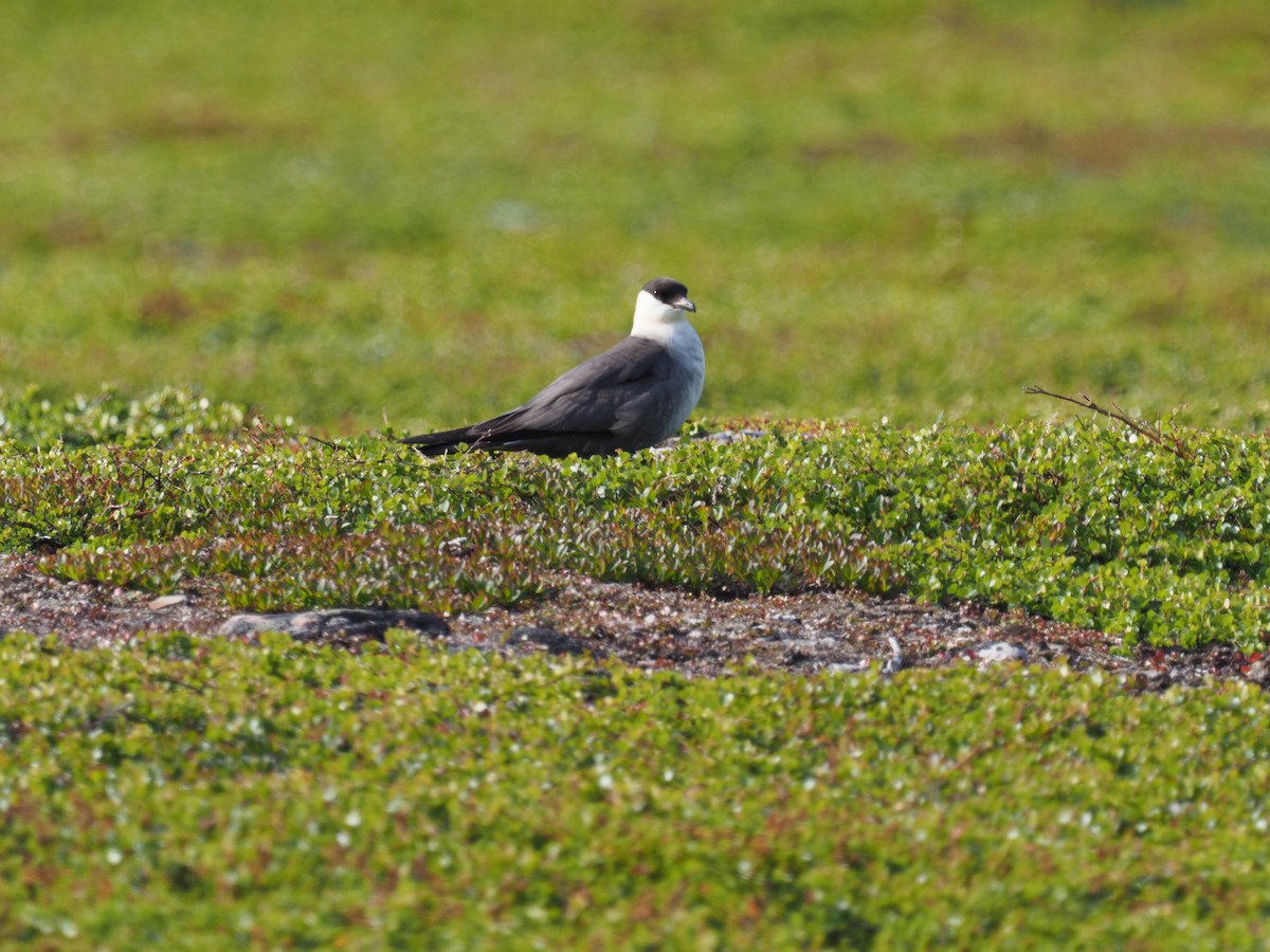 Урт сүүлт хайлгана - ML638636679