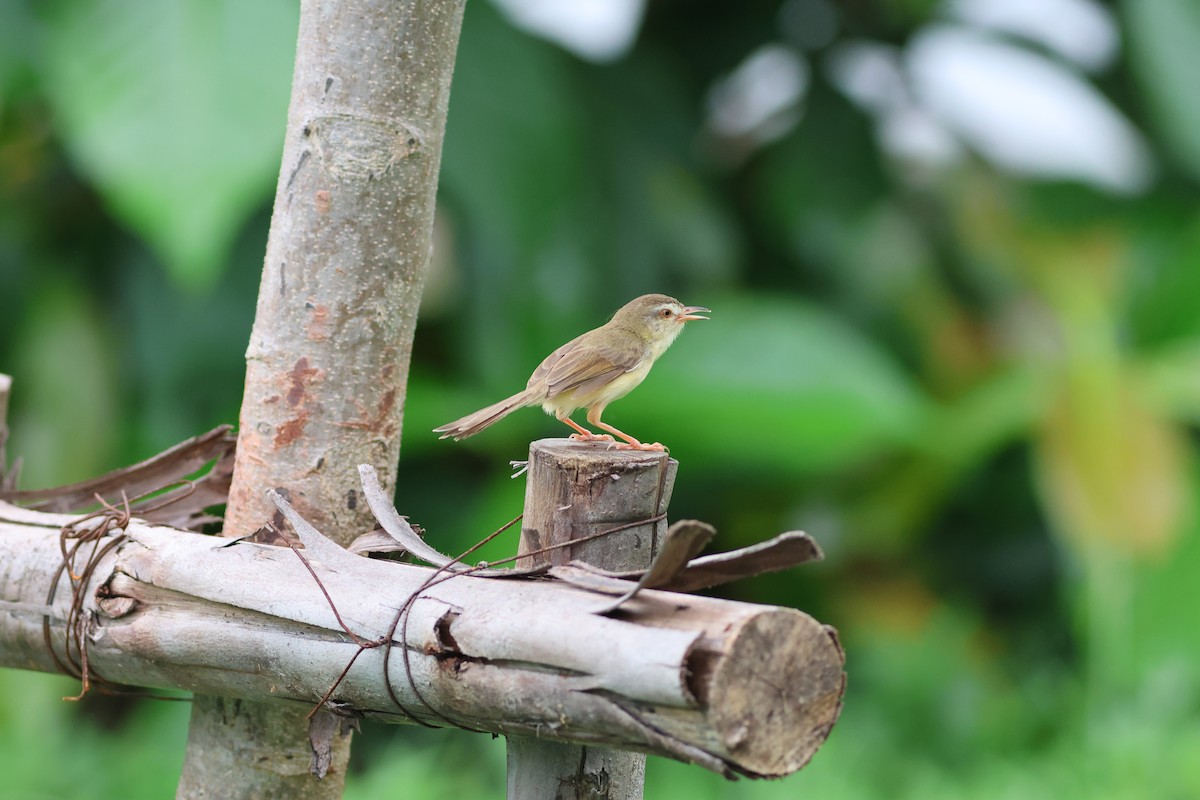 Prinia simple - ML638636682