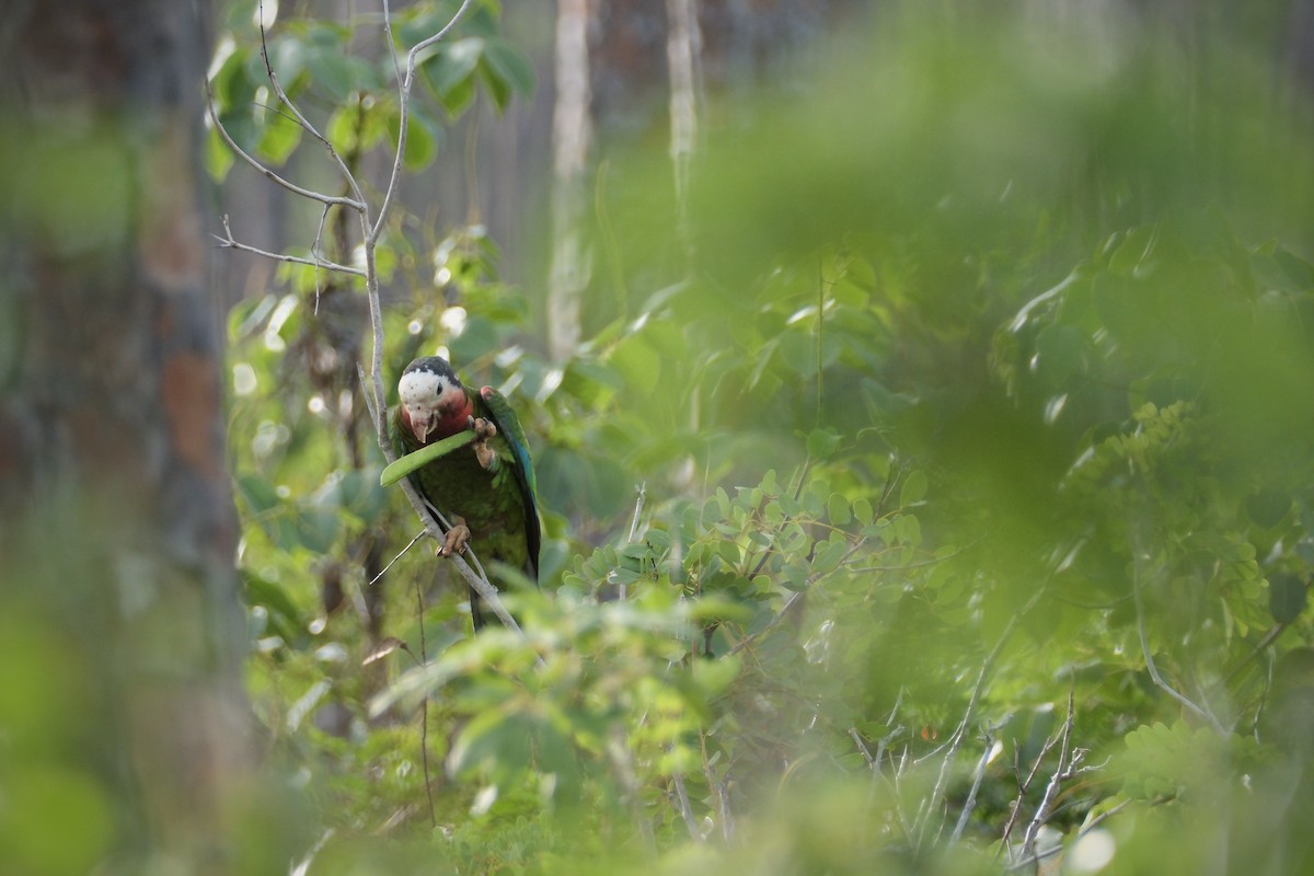 Amazone de Cuba (bahamensis) - ML638636692