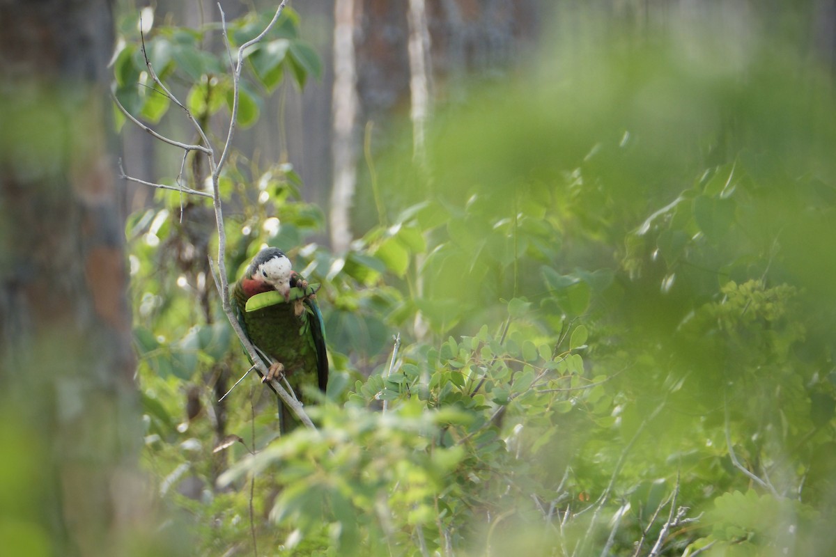 Amazone de Cuba (bahamensis) - ML638636693