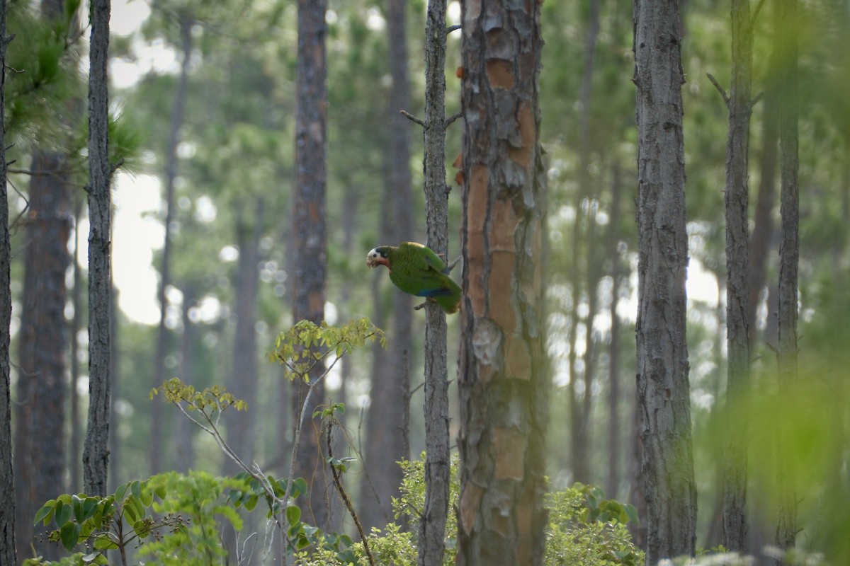 Amazone de Cuba (bahamensis) - ML638636694