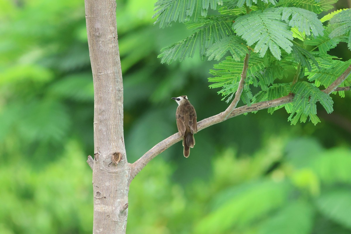 Bulbul goiavier - ML638636745