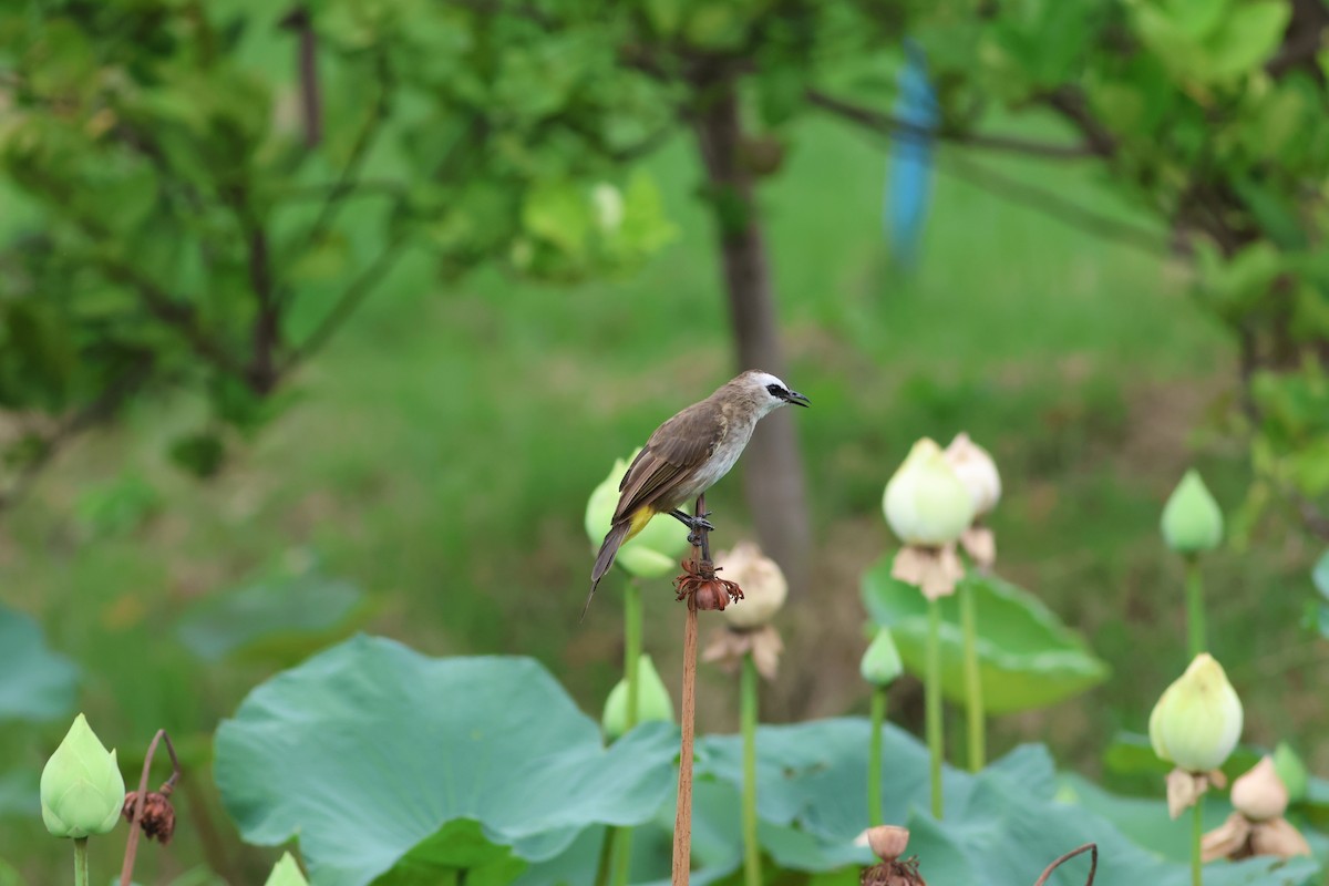 Bulbul goiavier - ML638636750