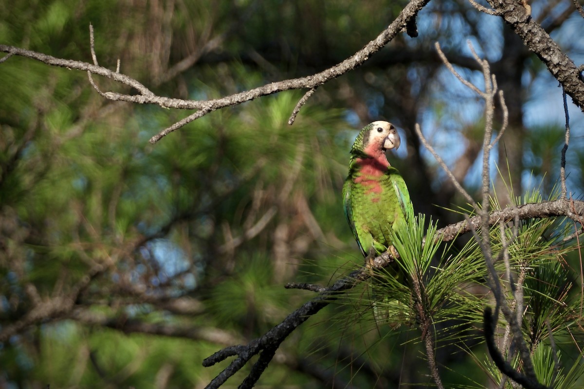 サクラボウシインコ（bahamensis） - ML638636788