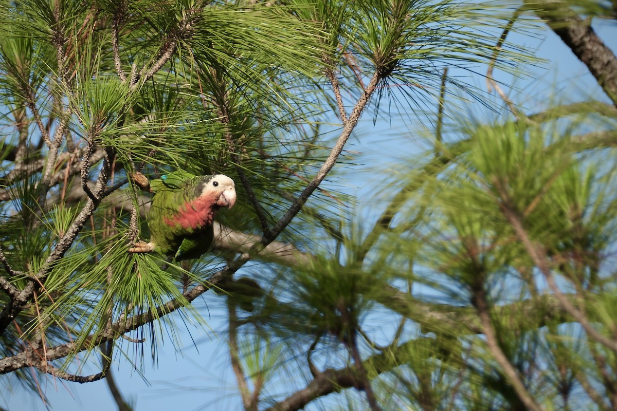 サクラボウシインコ（bahamensis） - ML638636789