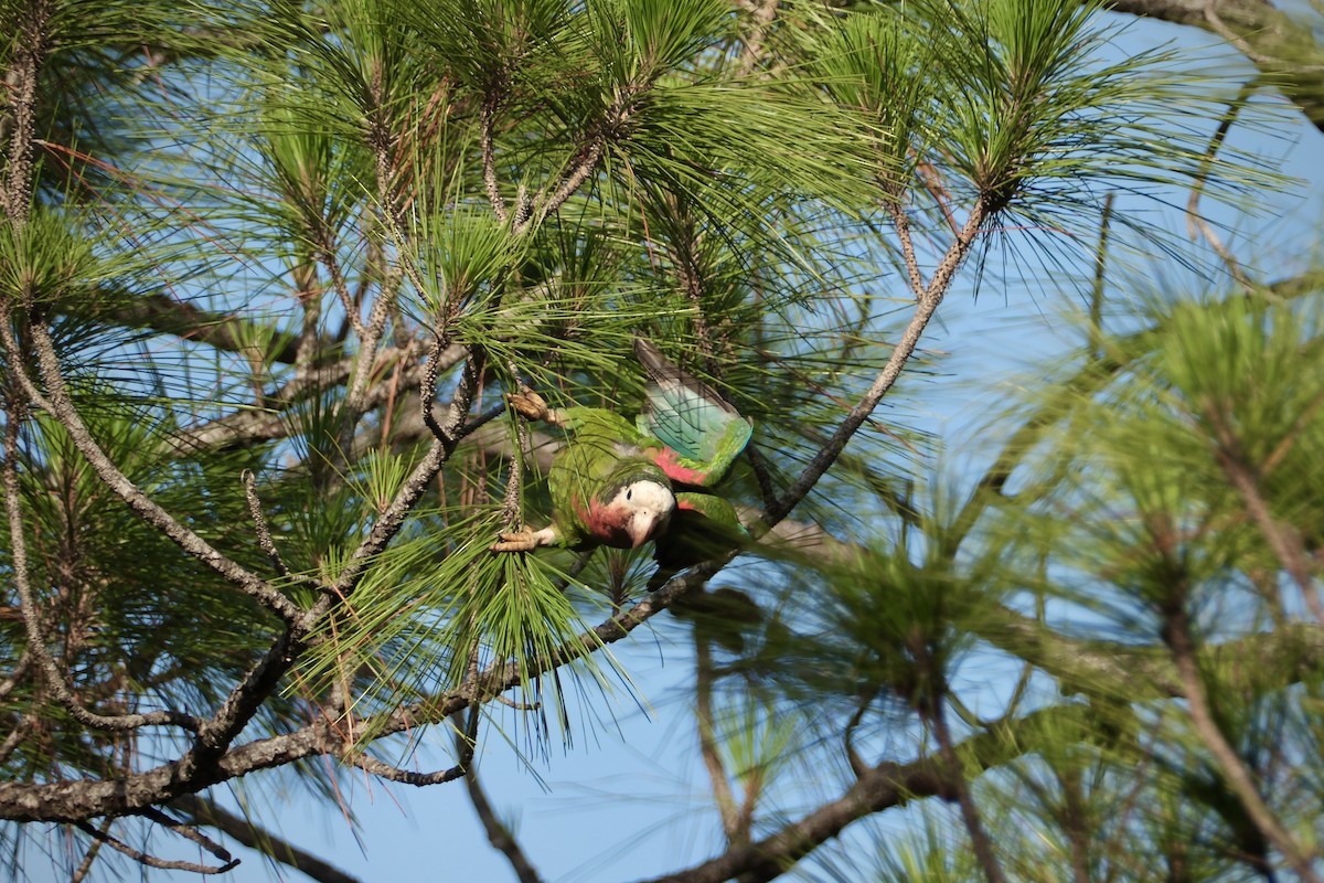 サクラボウシインコ（bahamensis） - ML638636792