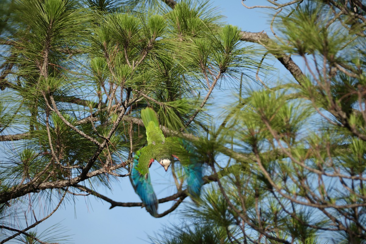 サクラボウシインコ（bahamensis） - ML638636793