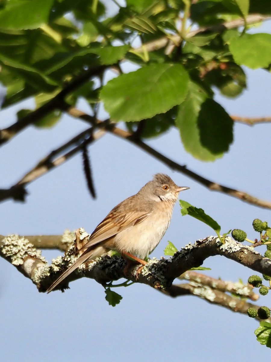 Greater Whitethroat - ML638636816