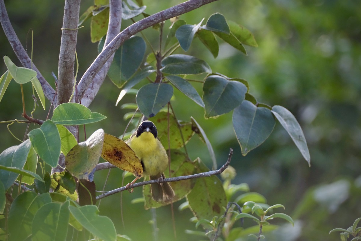Bahama Yellowthroat - ML638636832