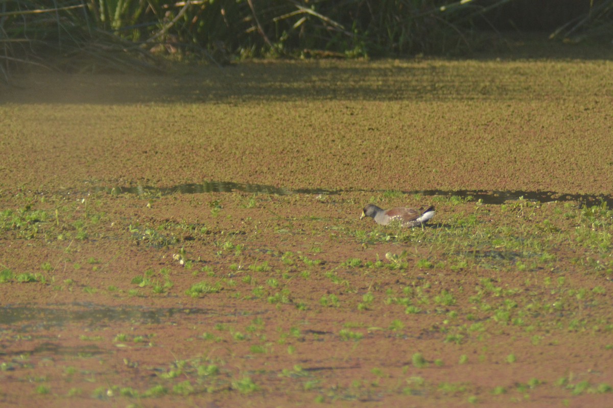 Spot-flanked Gallinule - ML638636883