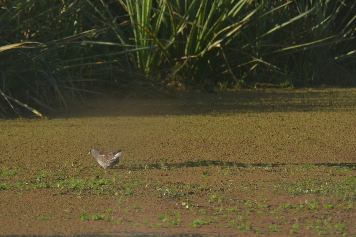 Spot-flanked Gallinule - ML638636884
