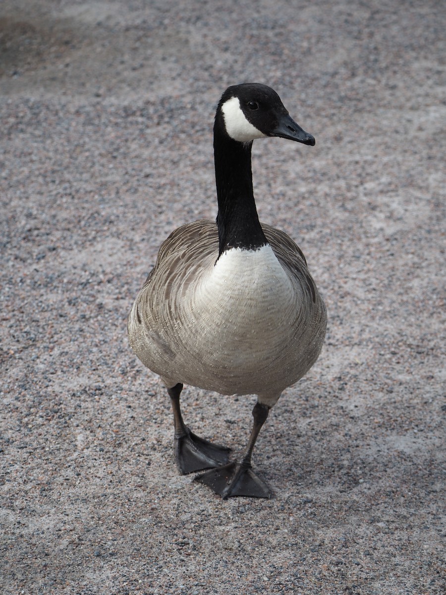 Canada Goose - ML638636943
