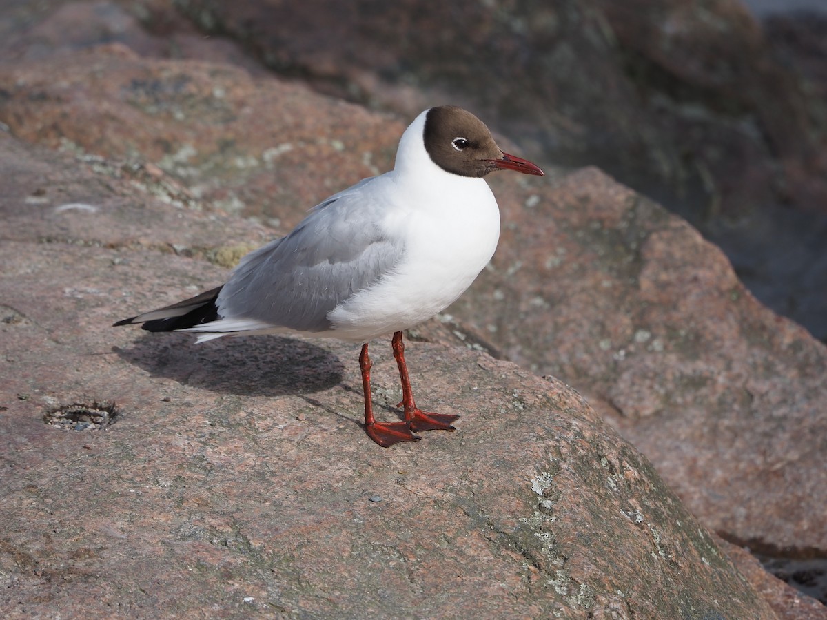 Black-headed Gull - ML638636961