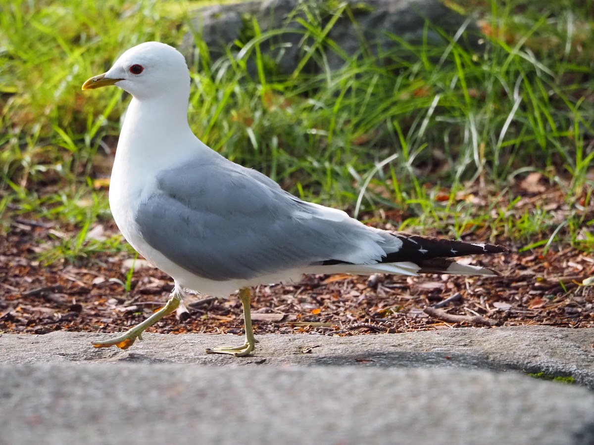 Common Gull - ML638636980