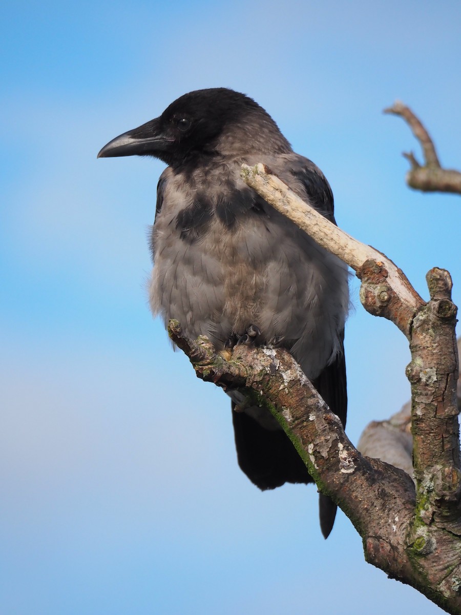 Hooded Crow - ML638636993