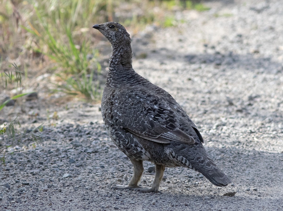 blåjerpe - ML638637017