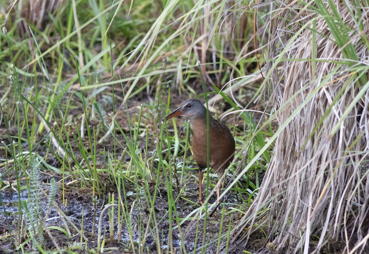 grynterikse - ML638637024