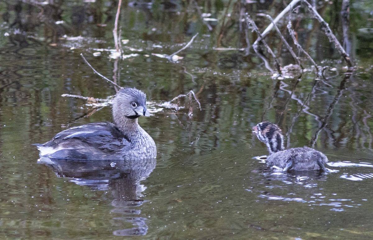 ringnebbdykker - ML638637028