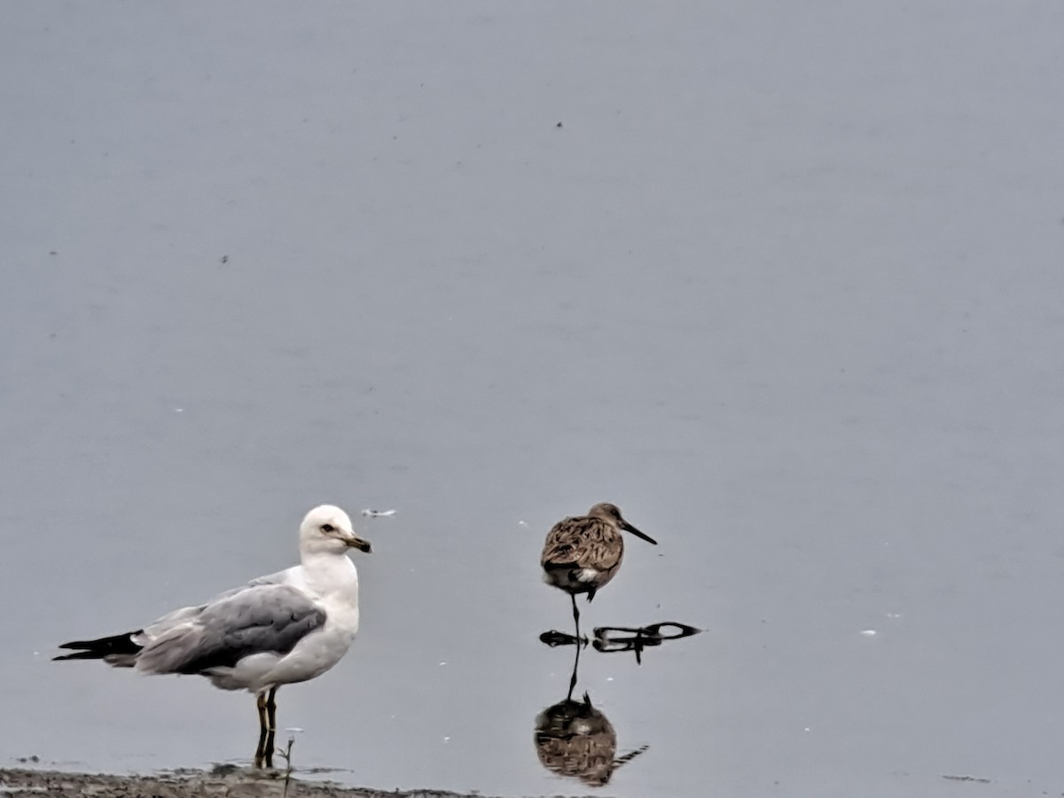 Willet - ML638637050