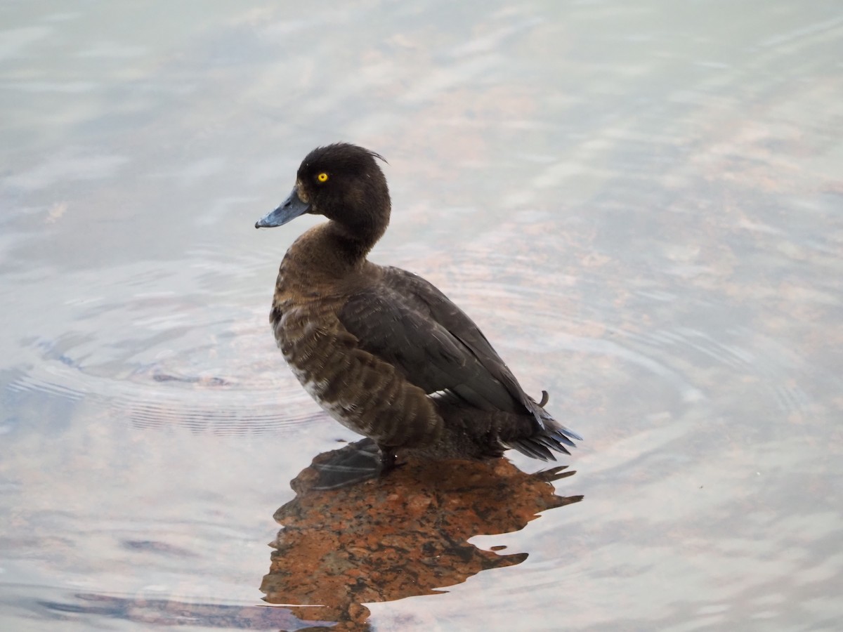 Tufted Duck - ML638637086