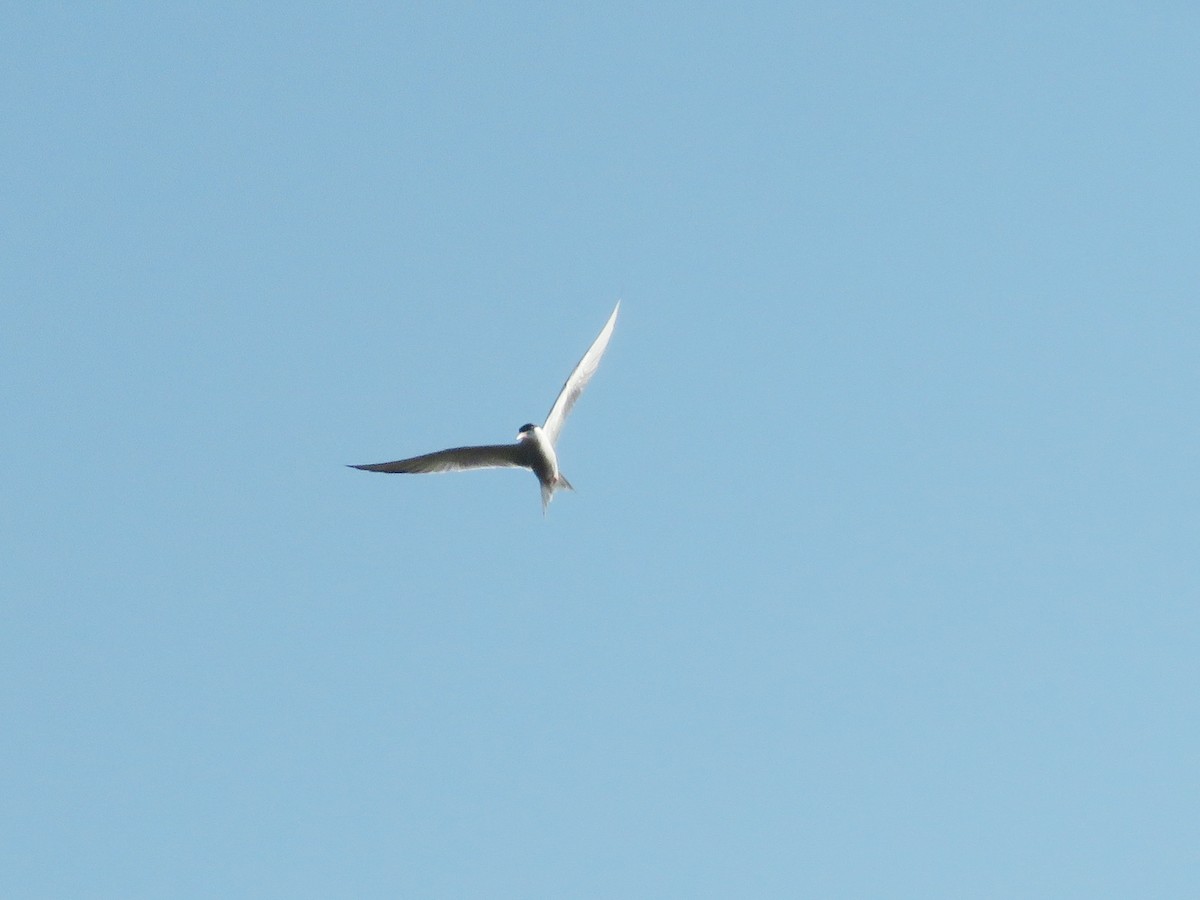 Common Tern - ML638637134
