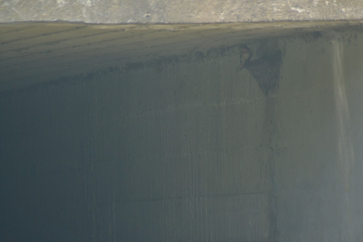 Barn Swallow - ML638637162