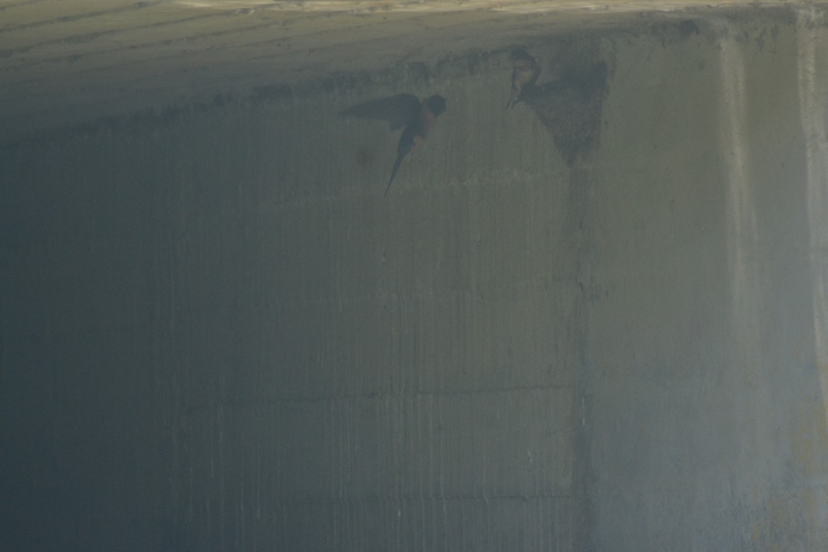 Barn Swallow - ML638637163