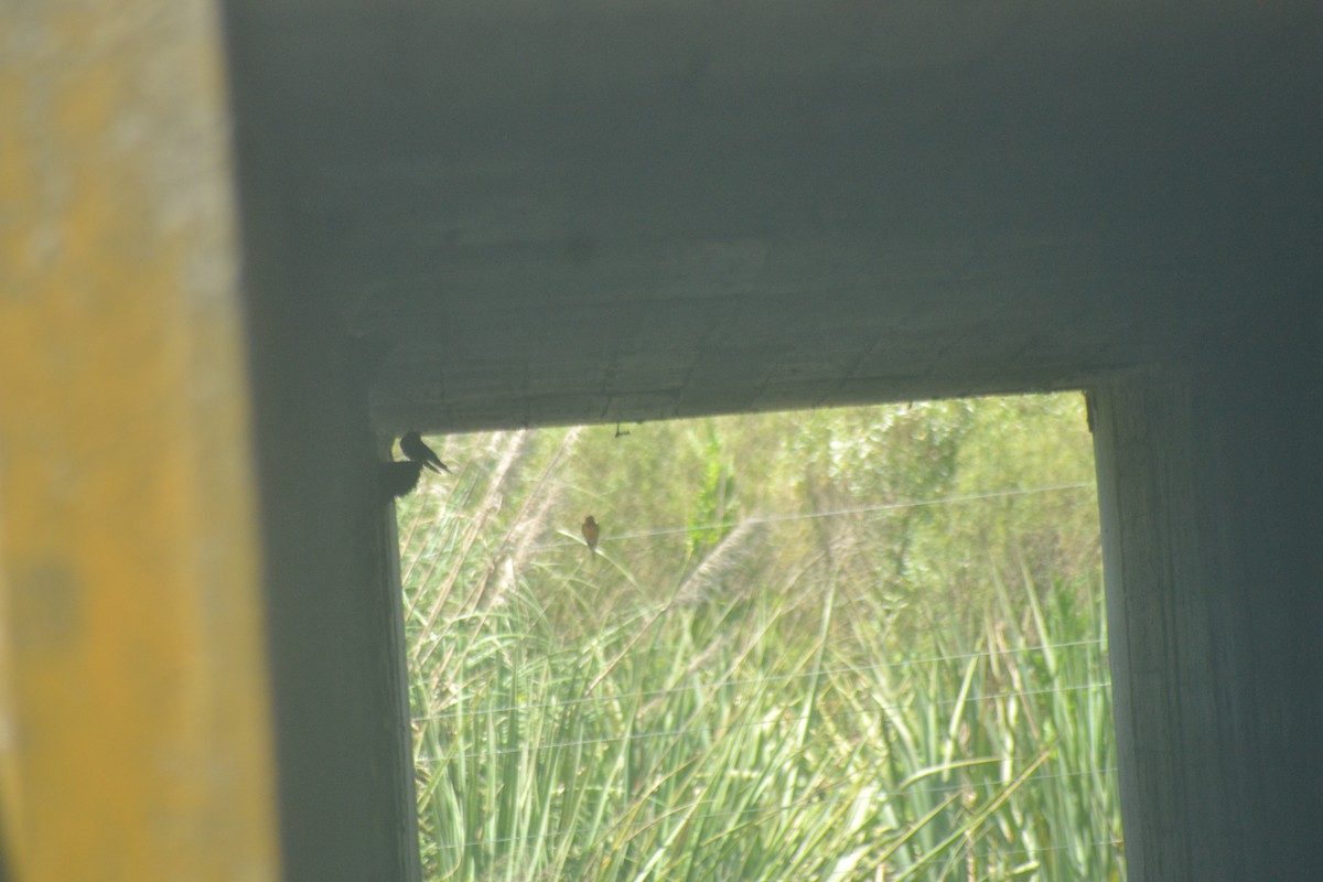 Barn Swallow - ML638637164