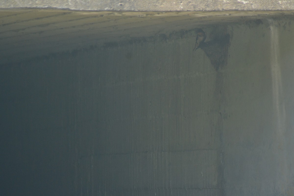 Barn Swallow - ML638637165