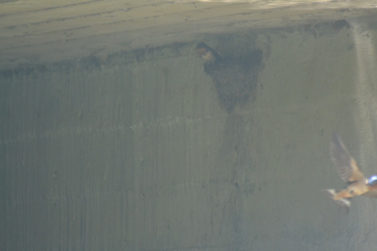 Barn Swallow - ML638637166