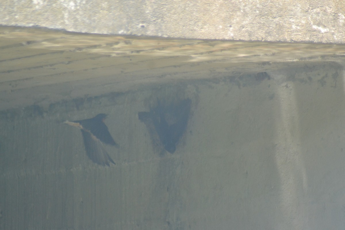 Barn Swallow - ML638637167