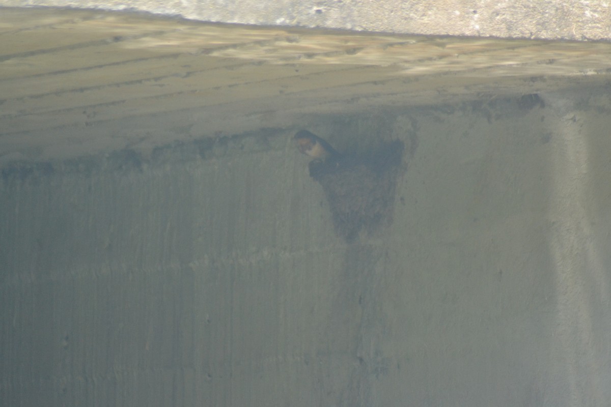 Barn Swallow - ML638637168