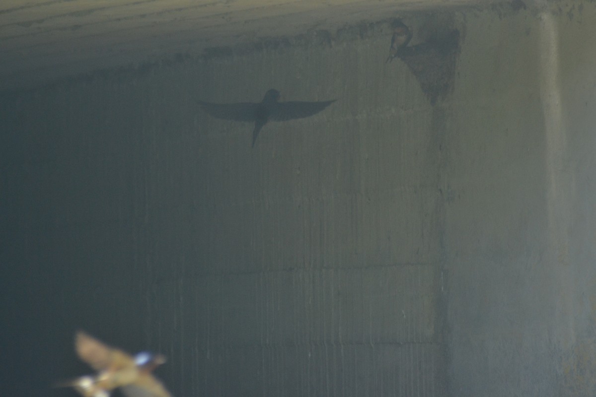 Barn Swallow - ML638637169