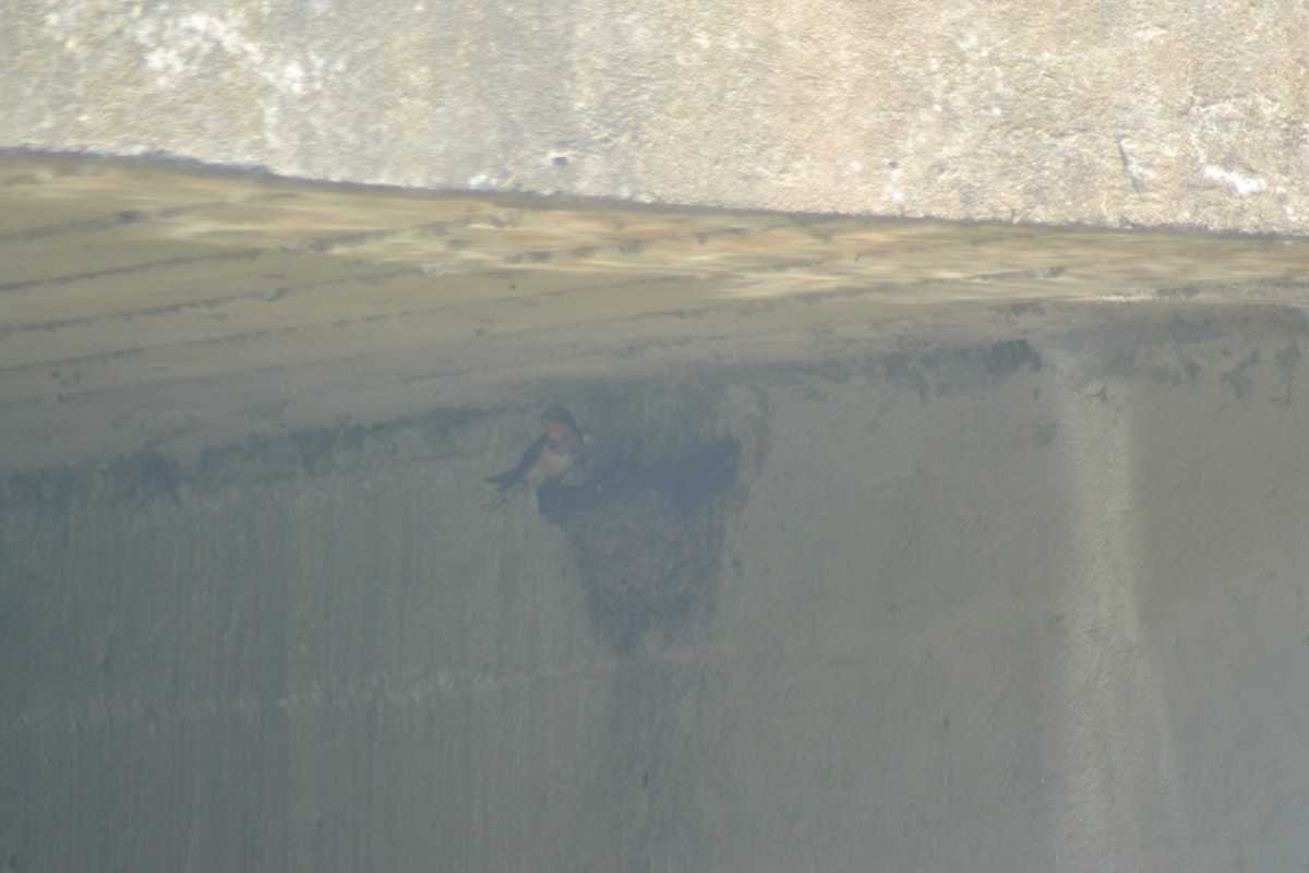 Barn Swallow - ML638637170