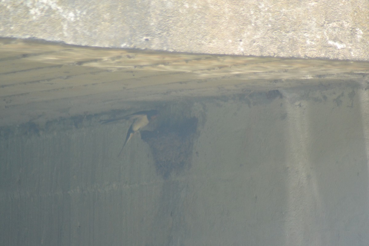 Barn Swallow - ML638637171