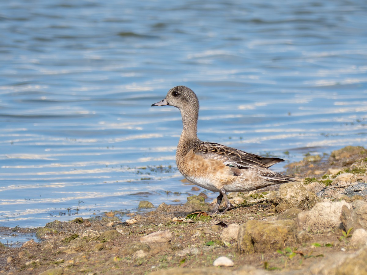 Canard d'Amérique - ML638637198