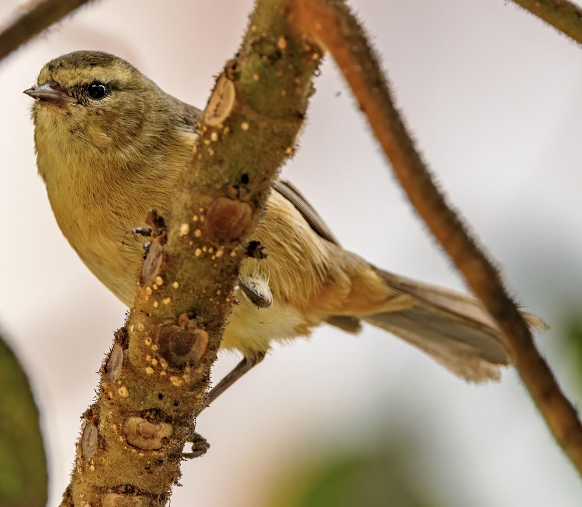Cinereous Conebill - ML638637256