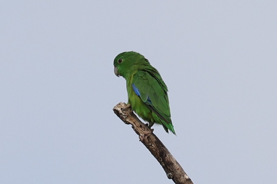Riparian Parrotlet - ML638637331