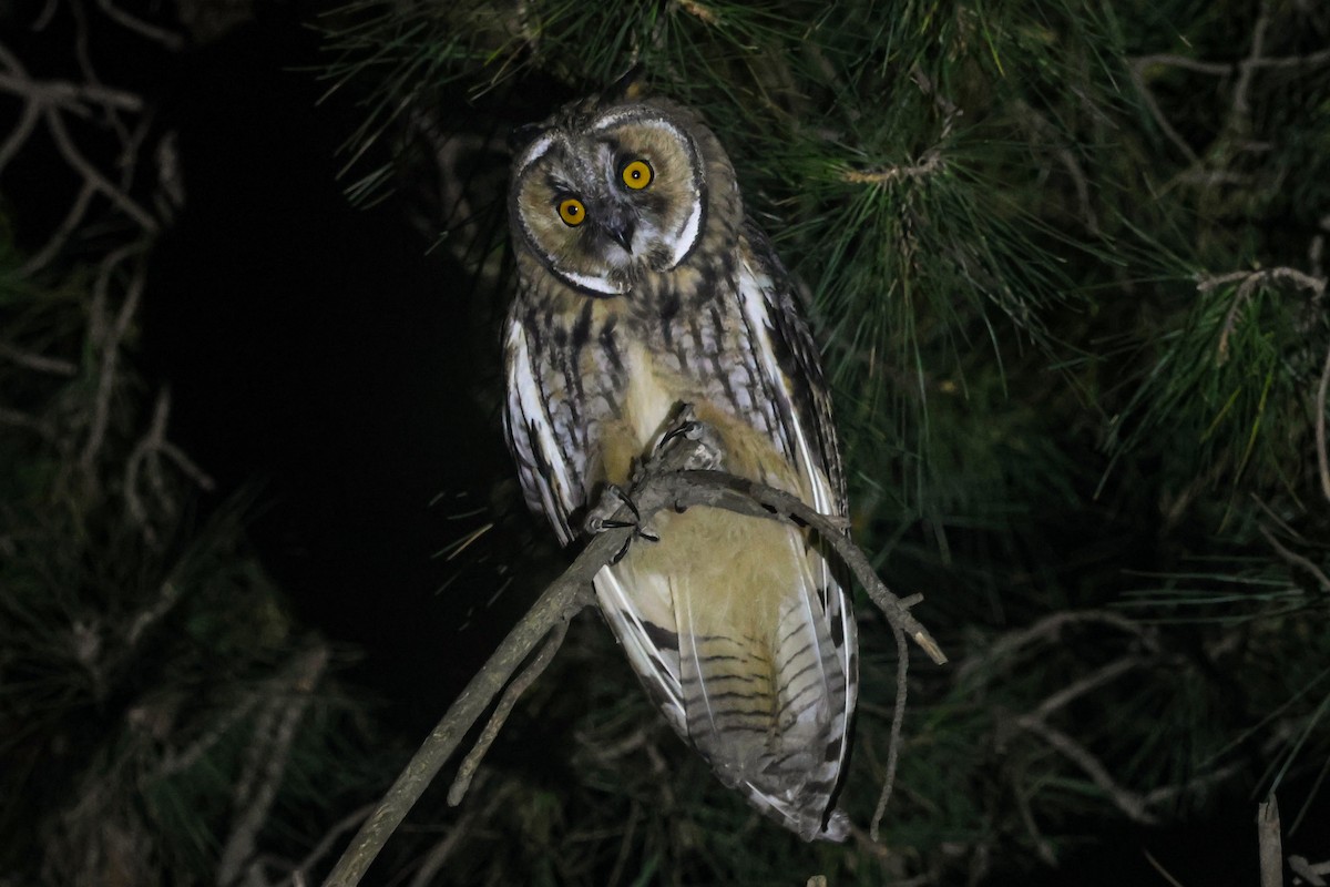 Long-eared Owl - ML638637332