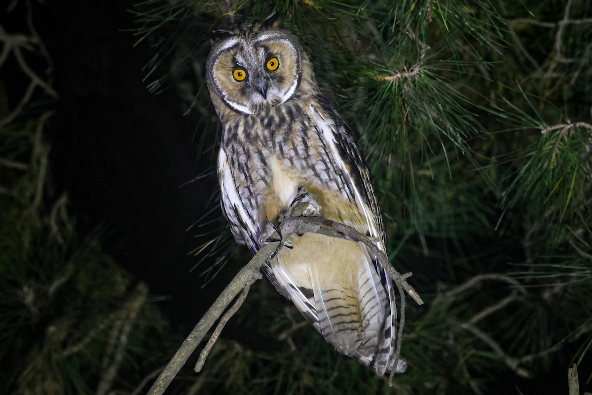 Long-eared Owl - ML638637334