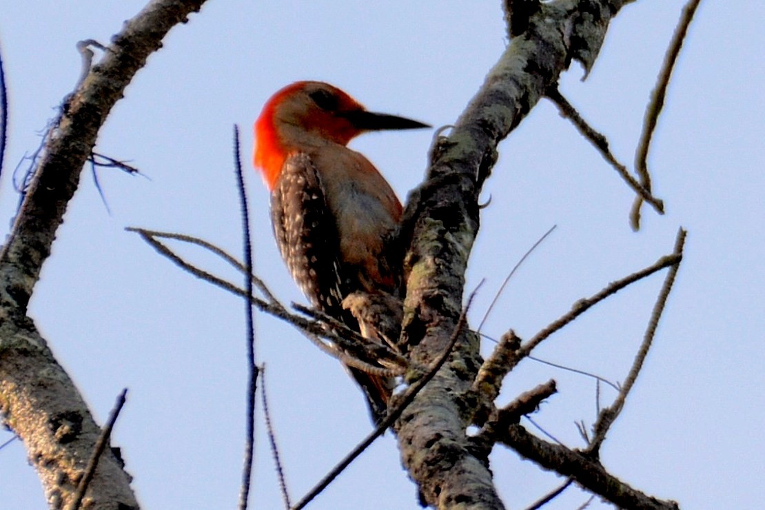Red-bellied Woodpecker - ML638637340