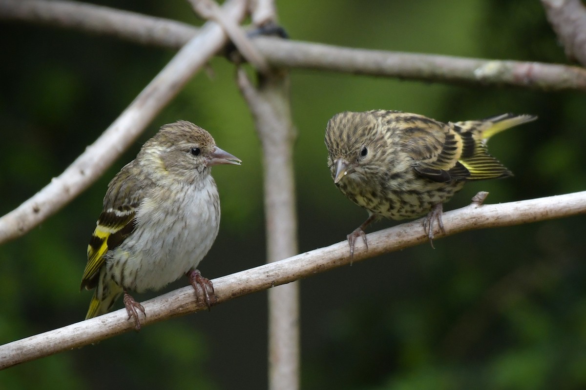 Pine Siskin - ML638637420