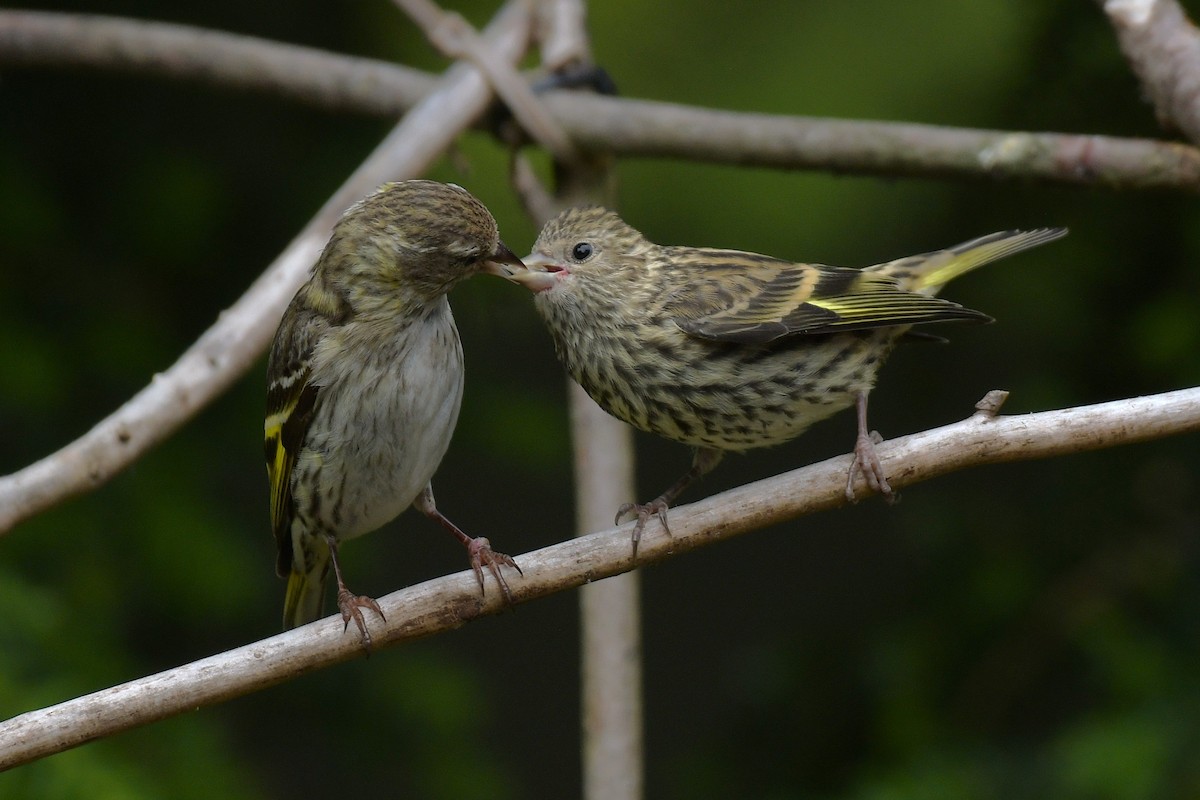 Pine Siskin - ML638637422